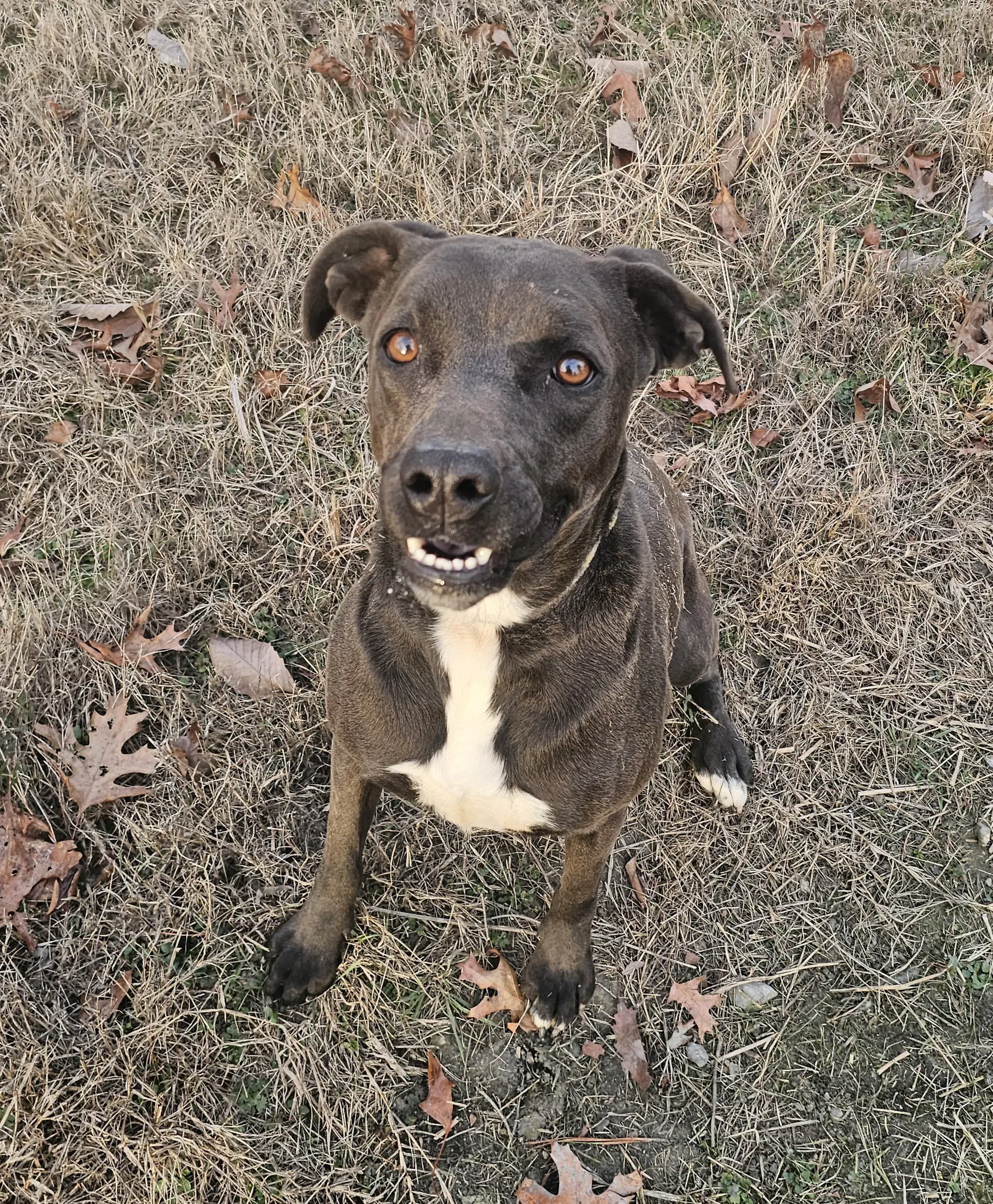 Nova - Labrador Retriever