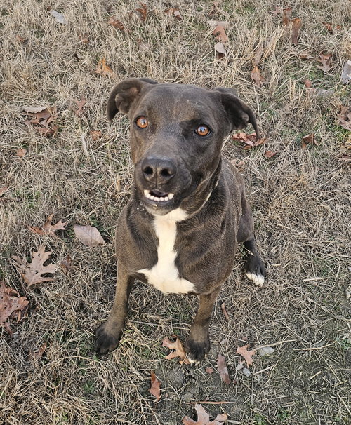 picture of the dog needing adoption