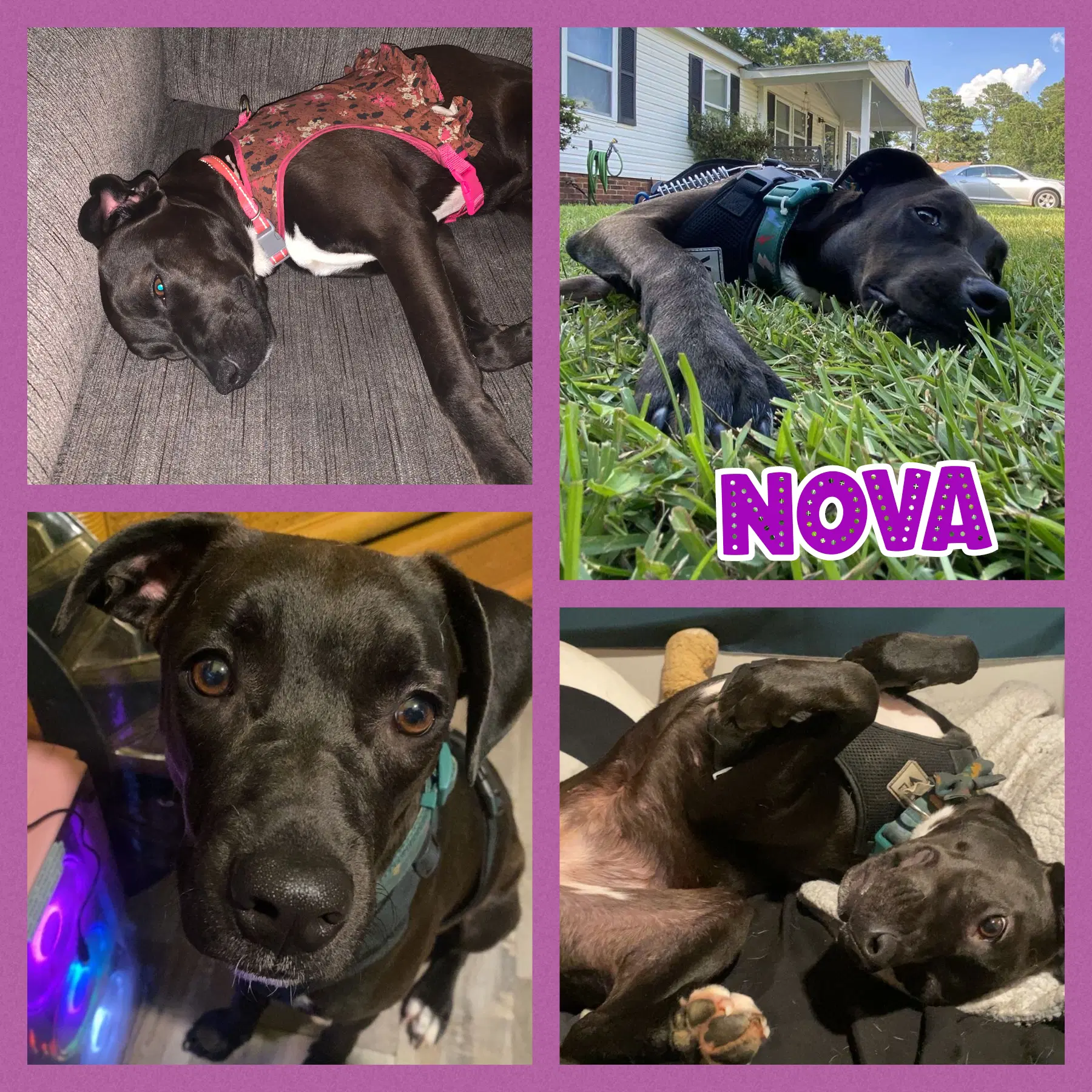 Nova image 4