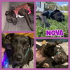 Nova - Photo 2
