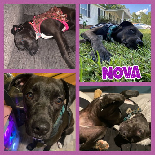 NOVA - Labrador Retriever available for adoption