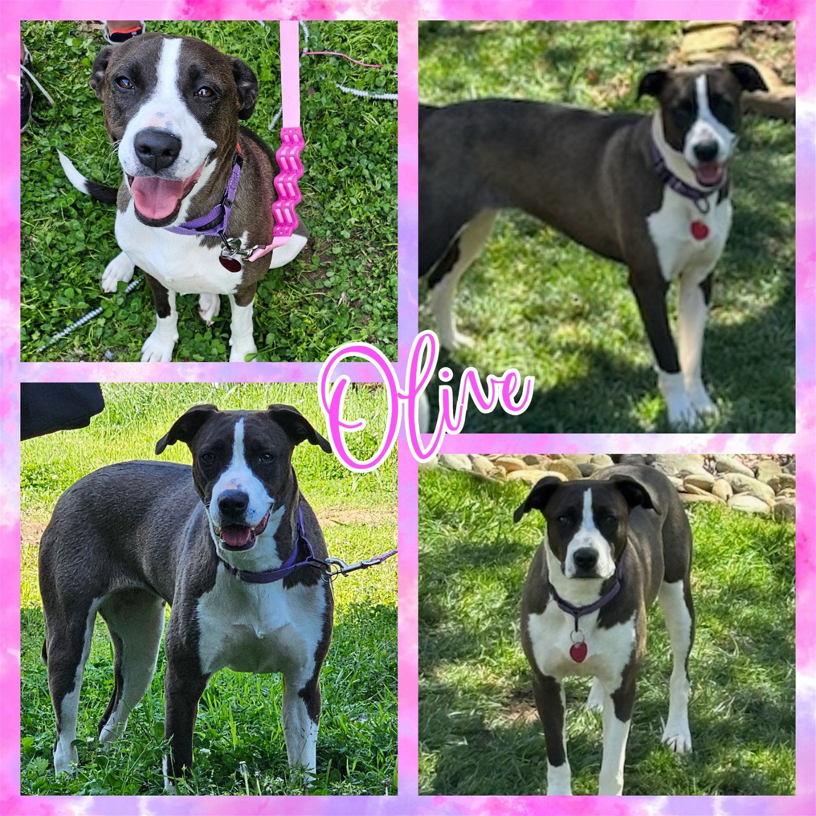 adoptable Dog in Blacksburg, SC named Olive