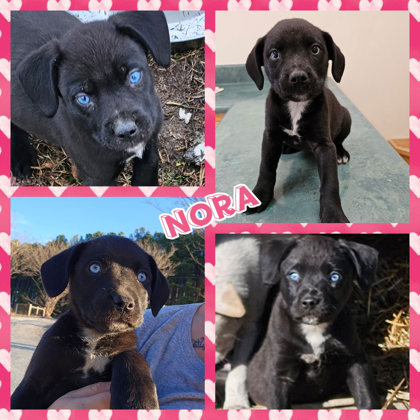 Dog for Adoption - Nora, a Labrador Retriever in Cherryville, NC ...