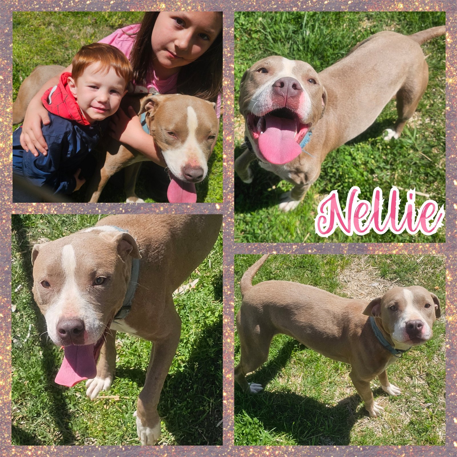 adoptable Dog in Blacksburg, SC named Nellie