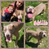 adoptable Dog in blacksburg, SC named Nellie