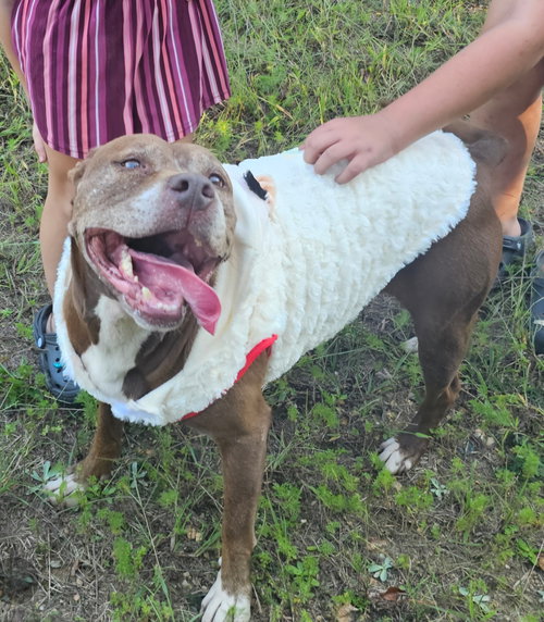 picture of the dog needing adoption