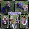Charlotte - Photo 3