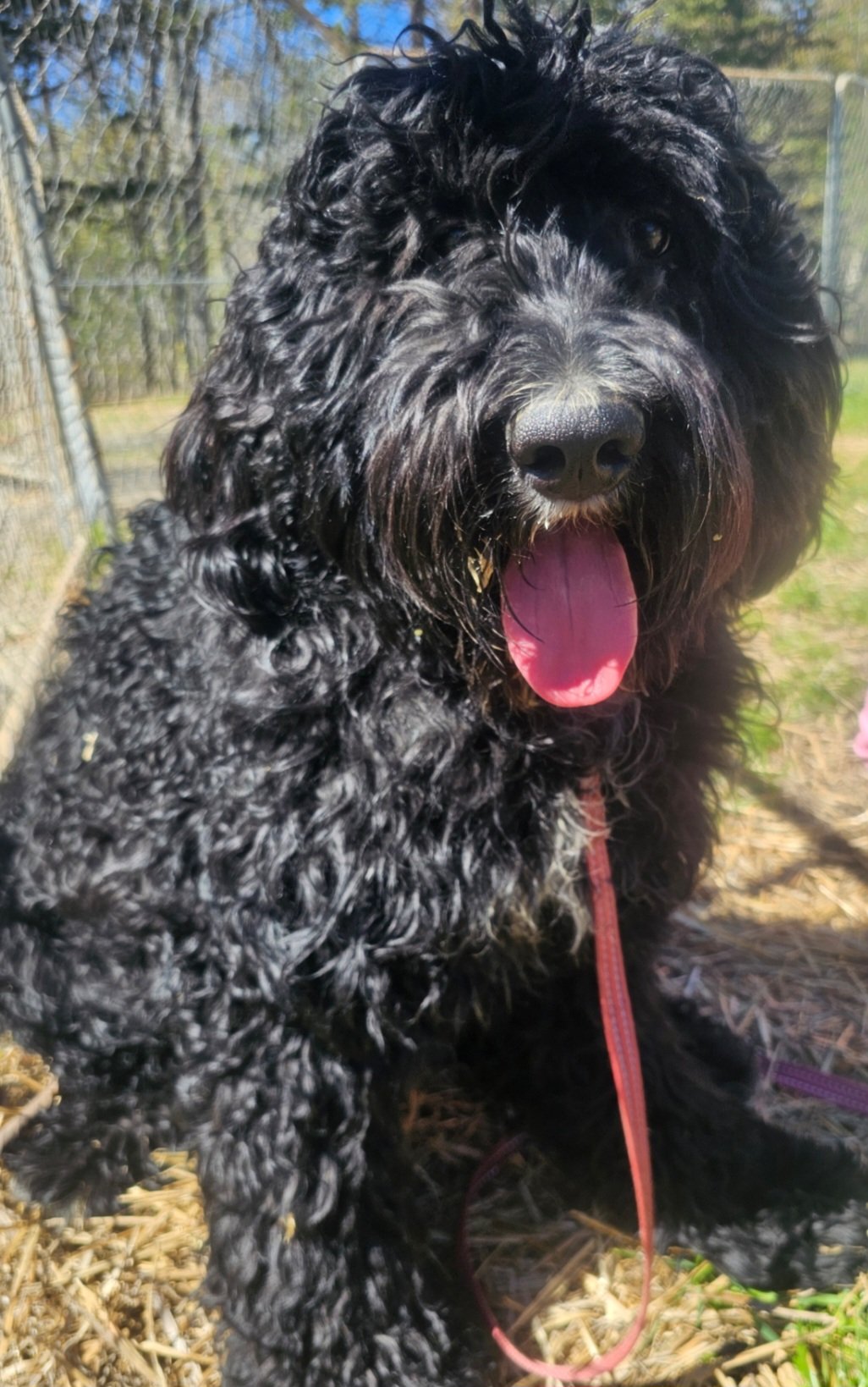 adoptable Dog in Blacksburg, SC named Valor