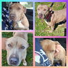 adoptable Dog in  named La La