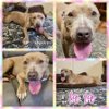 adoptable Dog in blacksburg, SC named La La