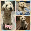 adoptable Dog in blacksburg, SC named Daisy