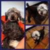 adoptable Dog in  named Jojo