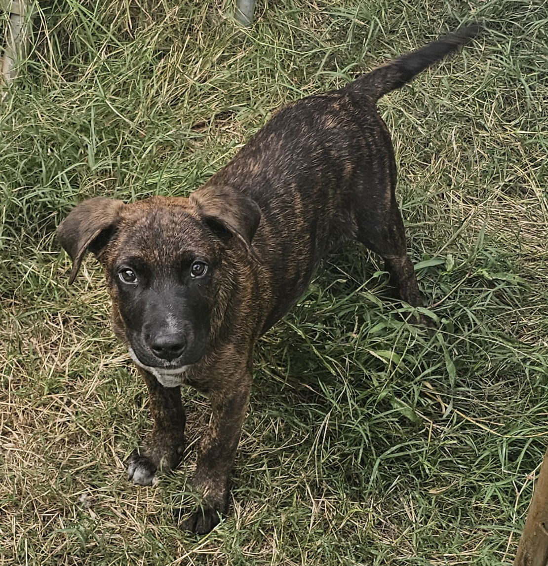 adoptable Dog in Blacksburg, SC named Bennie