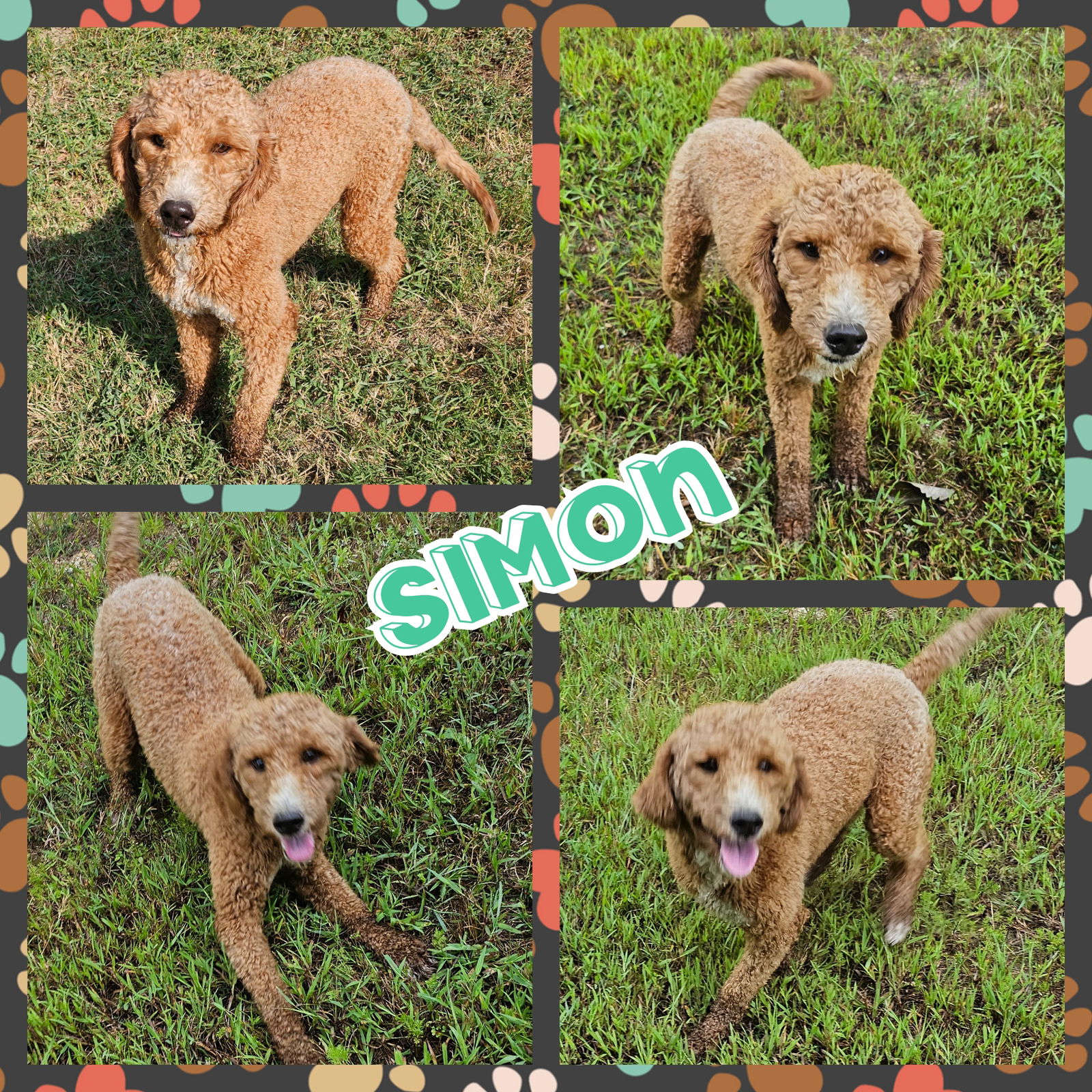 adoptable Dog in Blacksburg, SC named Simon