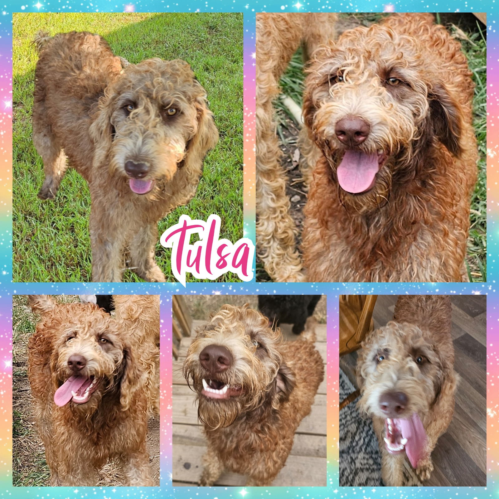 adoptable Dog in Blacksburg, SC named Tulsa