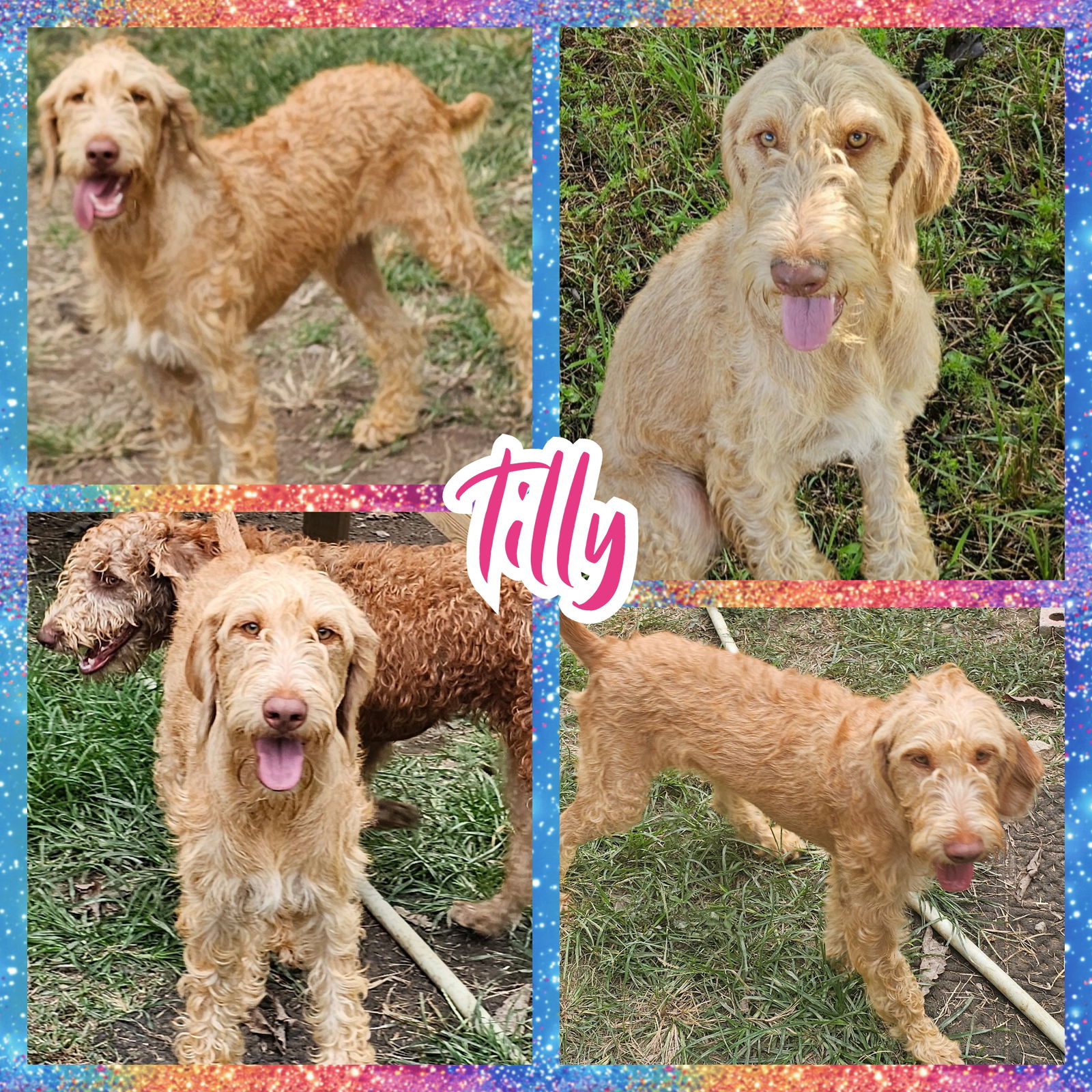 adoptable Dog in Blacksburg, SC named Tilly