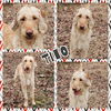 adoptable Dog in blacksburg, SC named Tito