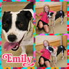 adoptable Dog in  named Emily