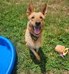 adoptable Dog in , SC named Ginger