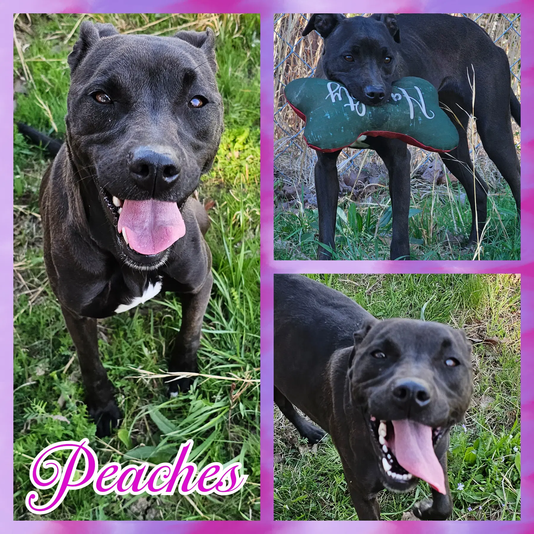 Peaches - staffordshire terrier mix