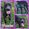 adoptable Dog in blacksburg, SC named Peaches