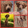 adoptable Dog in blacksburg, SC named Rowan