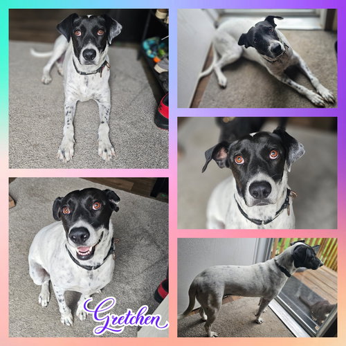 picture of the dog needing adoption
