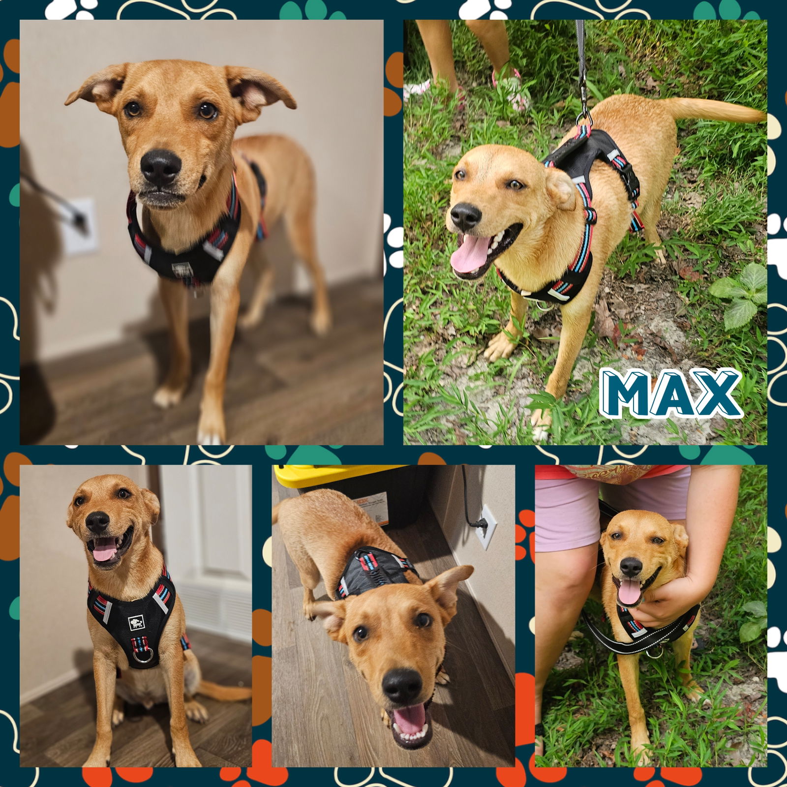 adoptable Dog in Blacksburg, SC named Max