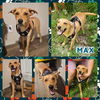 adoptable Dog in  named Max