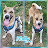 Molly - Photo 6