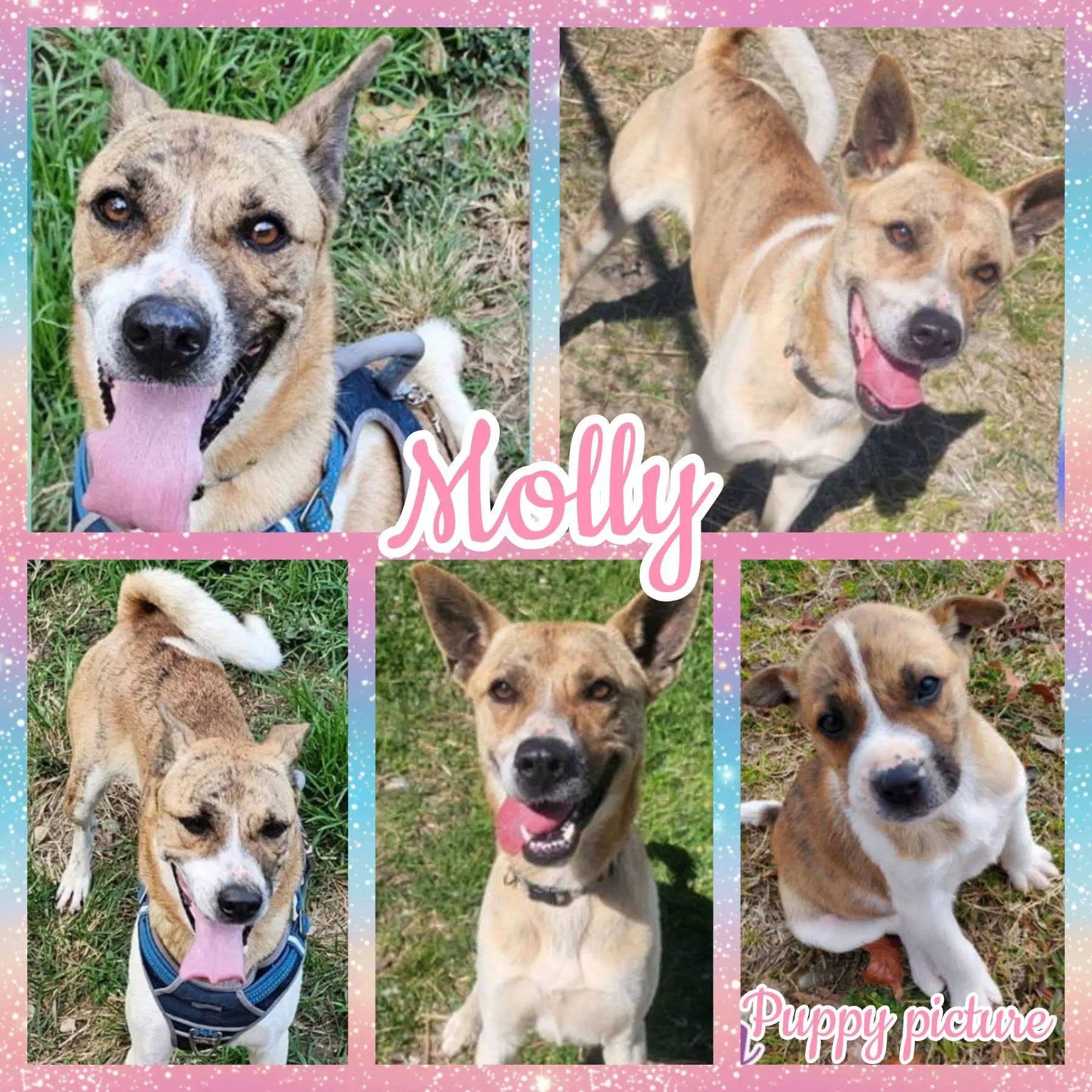Molly - Akita