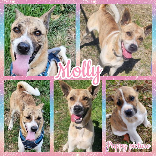 MOLLY - Akita / German Shepherd Dog available for adoption
