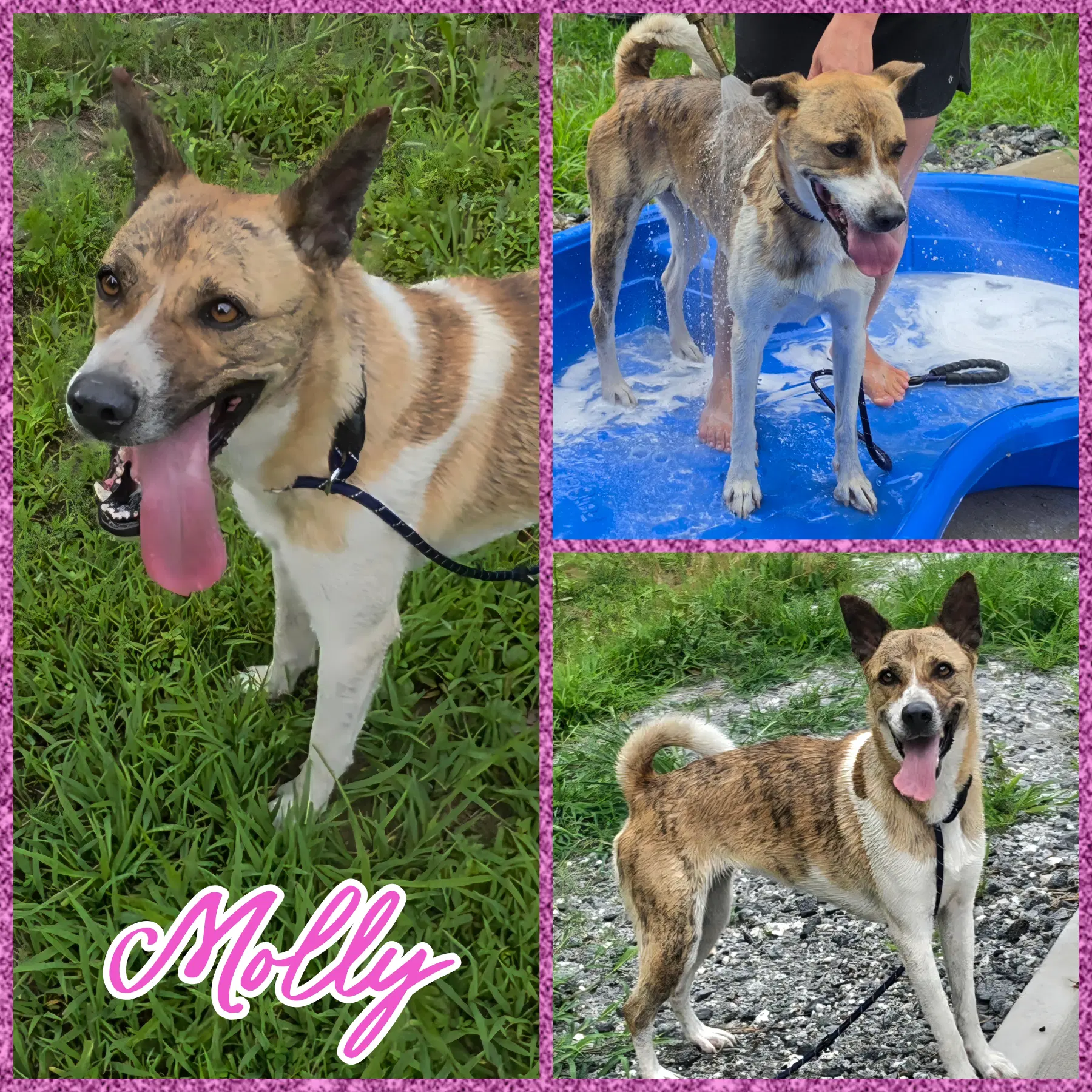Molly image 2
