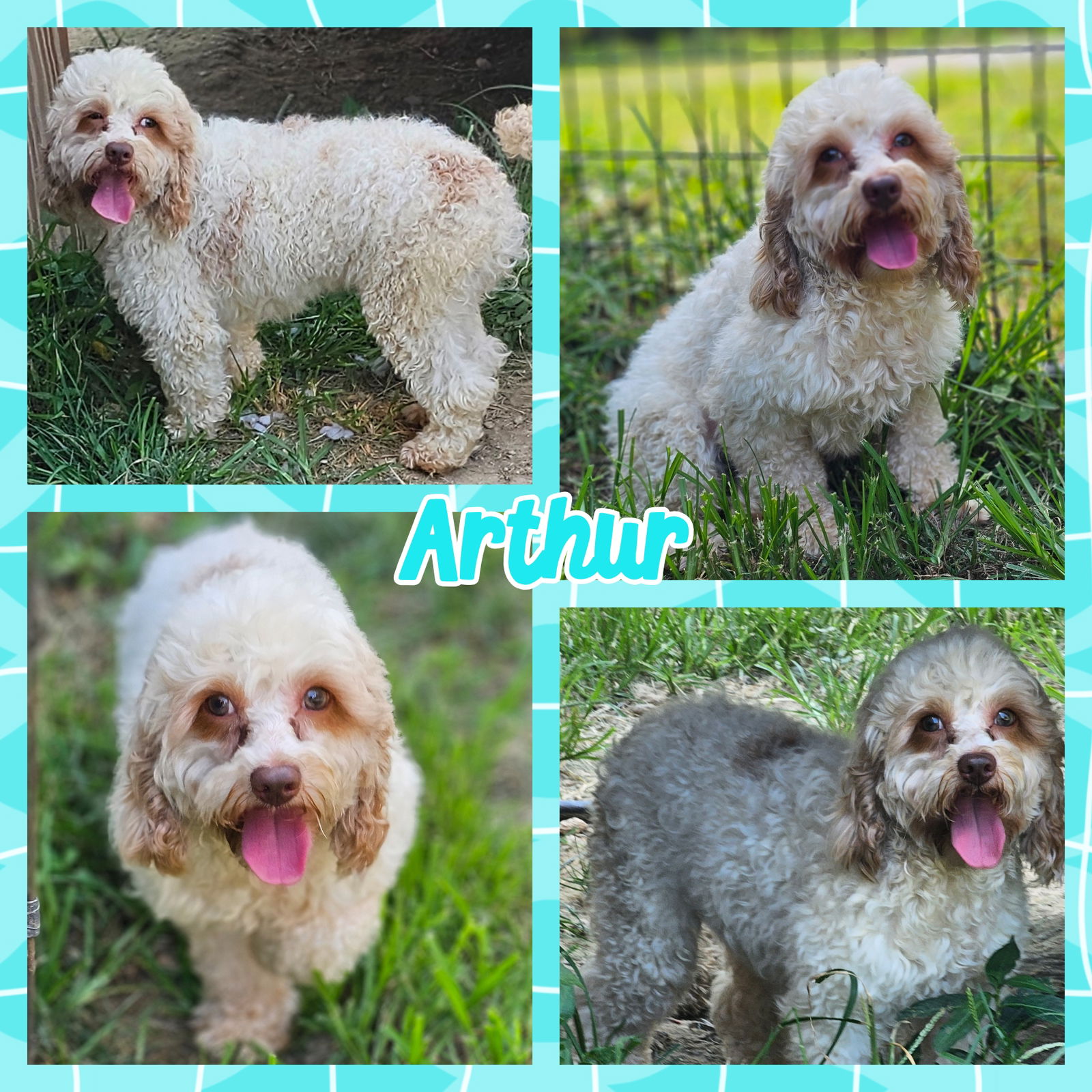 adoptable Dog in Blacksburg, SC named Arthur