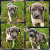 adoptable Dog in blacksburg, SC named Oxford