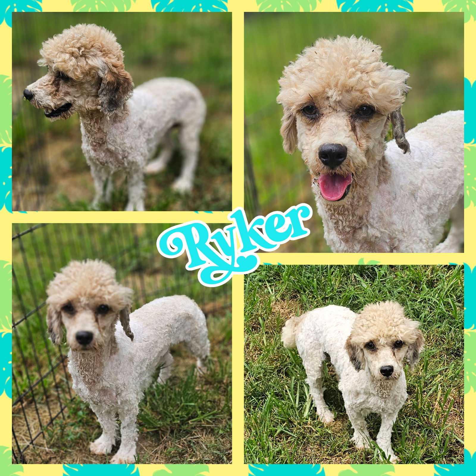 adoptable Dog in Blacksburg, SC named Ryker