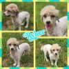 adoptable Dog in blacksburg, SC named Ryker