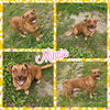 adoptable Dog in , SC named Minnie