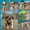 adoptable Dog in blacksburg, SC named Saturn