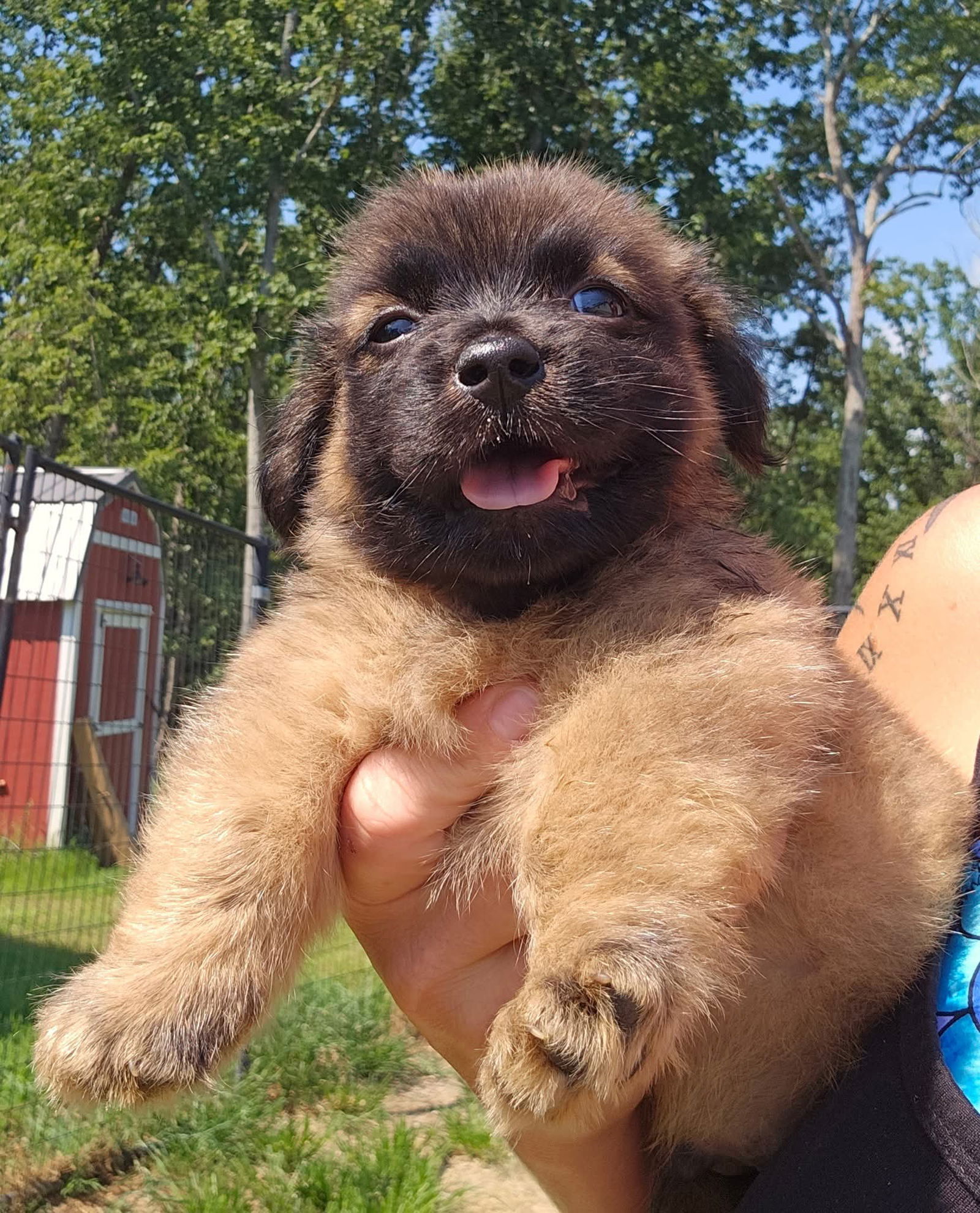 adoptable Dog in Blacksburg, SC named Warren