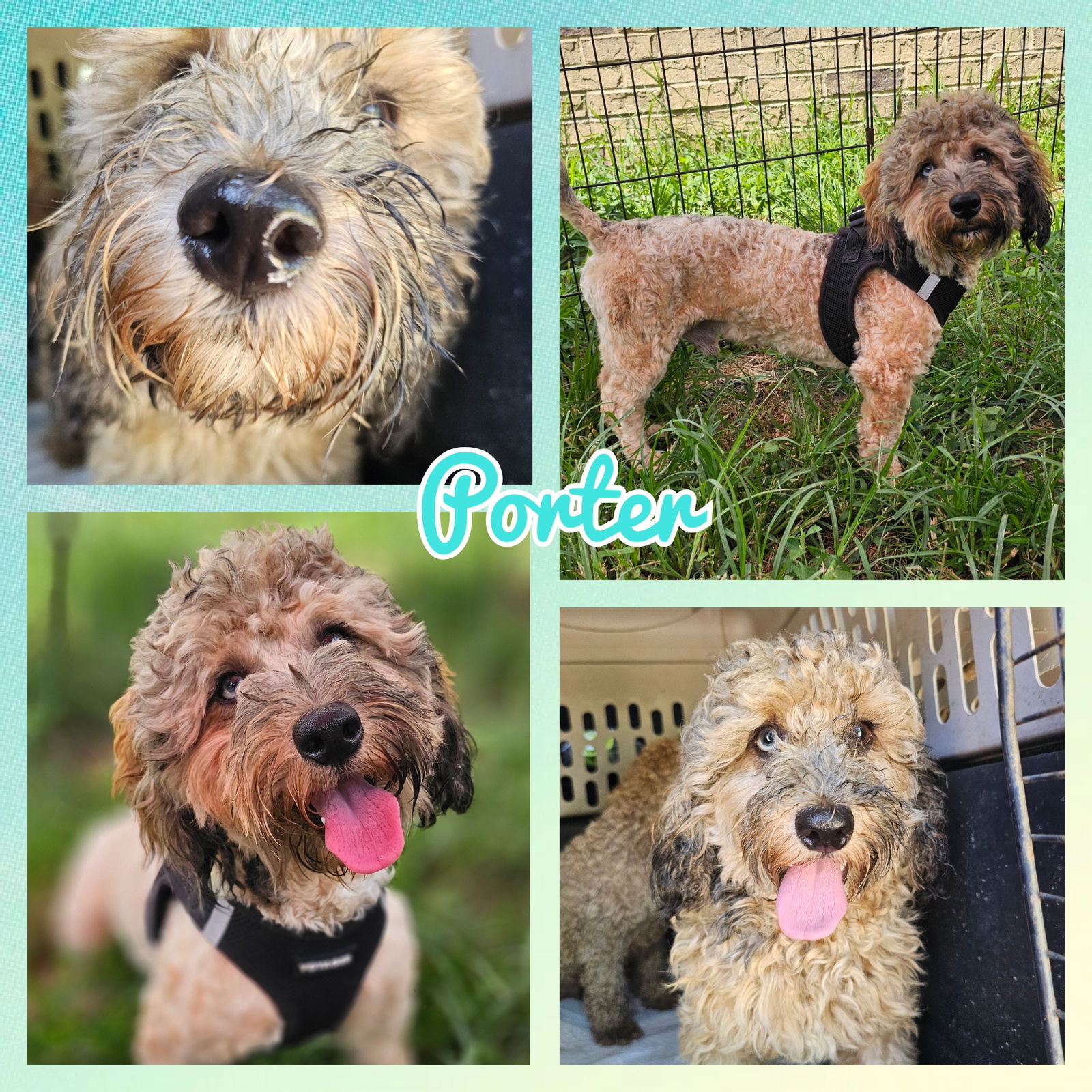 adoptable Dog in Blacksburg, SC named Porter