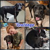 Realango - Photo 6