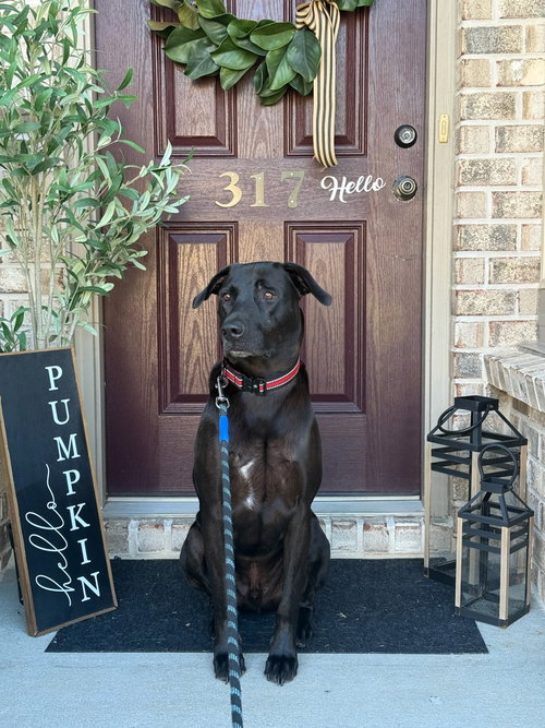 picture of the dog needing adoption
