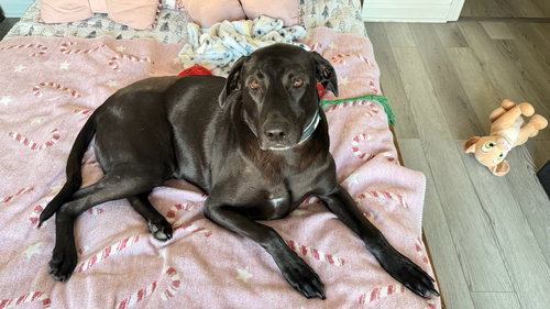 REALANGO - Labrador Retriever available for adoption
