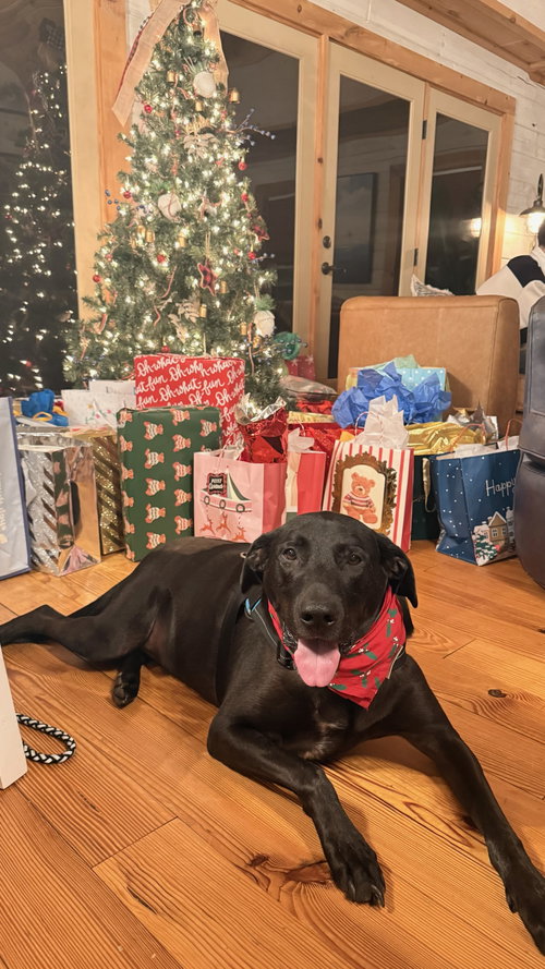 REALANGO - Labrador Retriever available for adoption