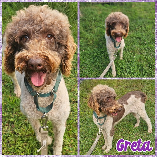 picture of the dog needing adoption