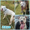 Zeus - Photo 3