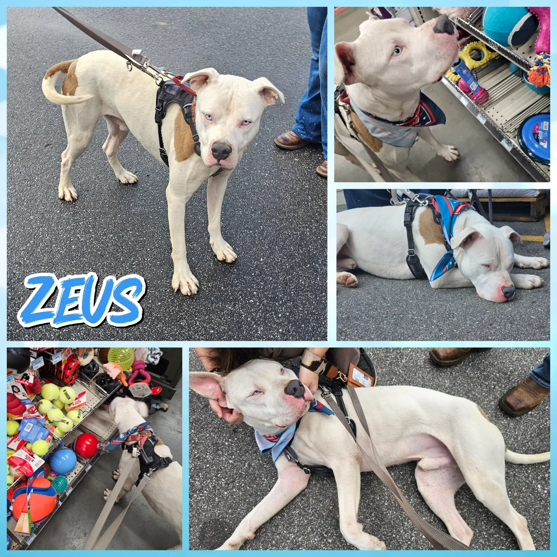 Zeus - American Bulldog