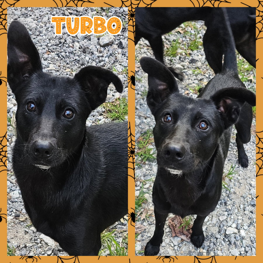 Turbo