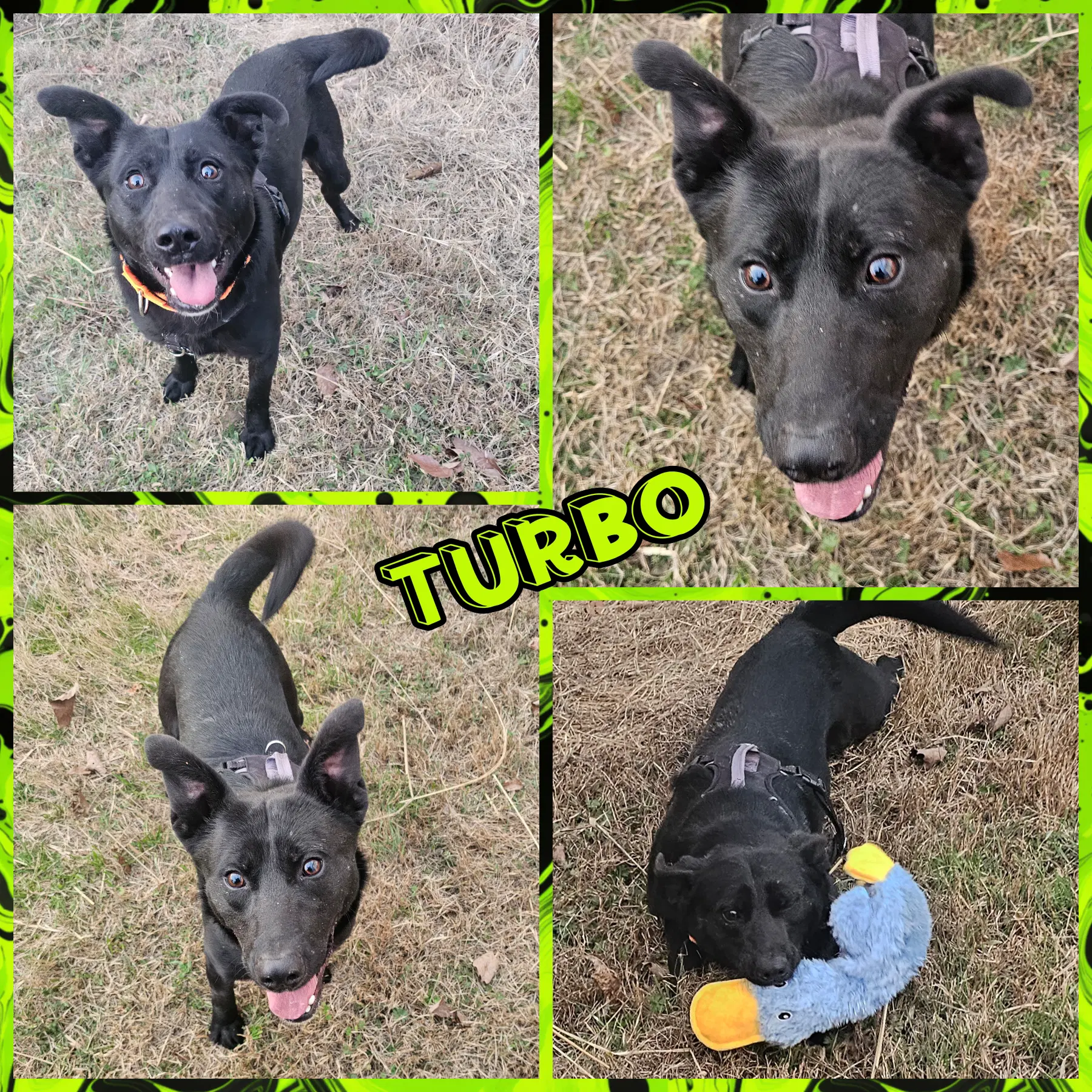 Turbo - German Shepherd Dog